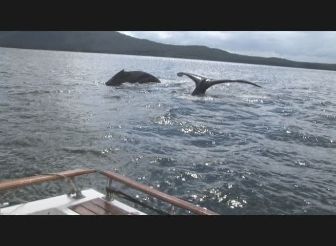 Whales break water during jeff's Alaskan tour.